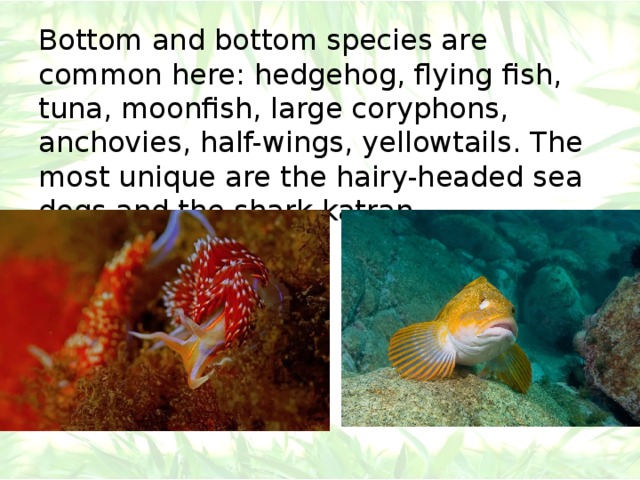 Bottom and bottom species are common here: hedgehog, flying fish, tuna, moonfish, large coryphons, anchovies, half-wings, yellowtails. The most unique are the hairy-headed sea dogs and the shark katran . 