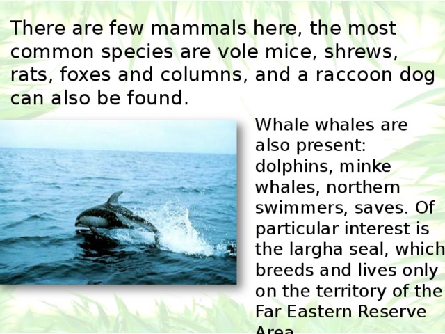 There are few mammals here, the most common species are vole mice, shrews, rats, foxes and columns, and a raccoon dog can also be found. Whale whales are also present: dolphins, minke whales, northern swimmers, saves. Of particular interest is the largha seal, which breeds and lives only on the territory of the Far Eastern Reserve Area. 