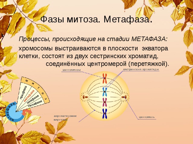 Фазы митоза. Метафаза .  Процессы, происходящие на стадии МЕТАФАЗА:  хромосомы выстраиваются в плоскости экватора клетки, состоят из двух сестринских хроматид, соединённых центромерой (перетяжкой). 