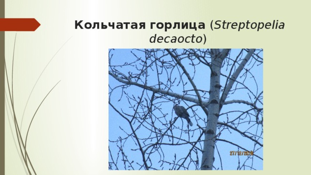 Кольчатая горлица ( Streptopelia decaocto )  