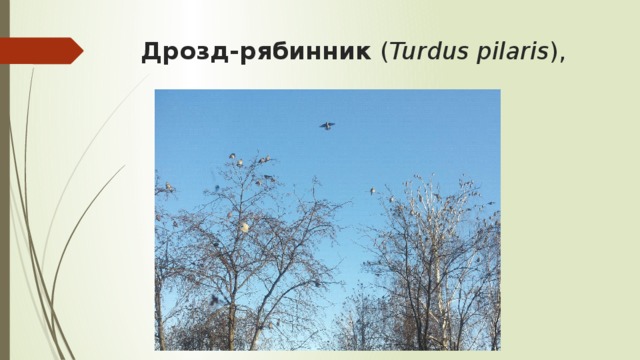 Дрозд-рябинник ( Turdus pilaris ),  