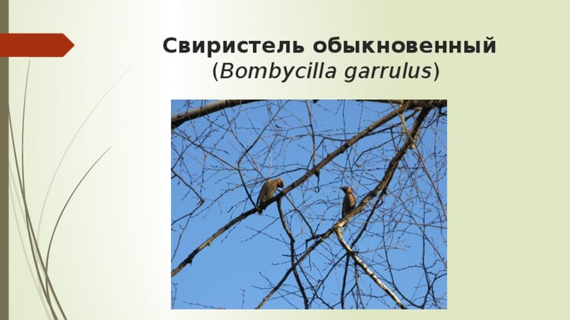 Свиристель обыкновенный ( Bombycilla garrulus )  