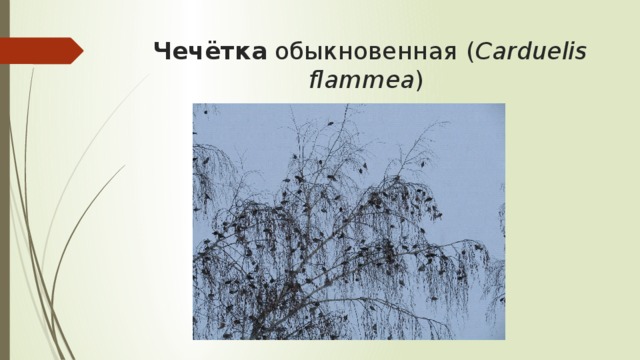 Чечётка обыкновенная   ( Carduelis flammea )  