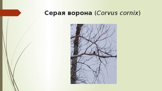 Серая ворона ( Corvus cornix )  