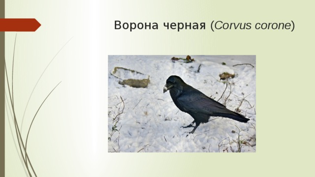 Ворона черная ( Corvus corone ) 