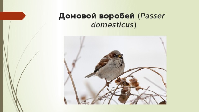  Домовой воробей ( Passer domesticus )  