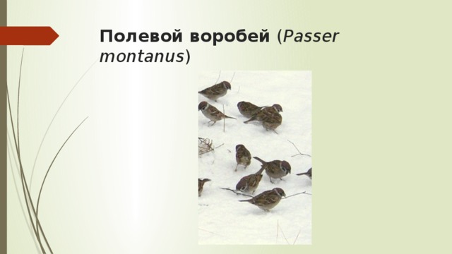 Полевой воробей ( Passer montanus ) 