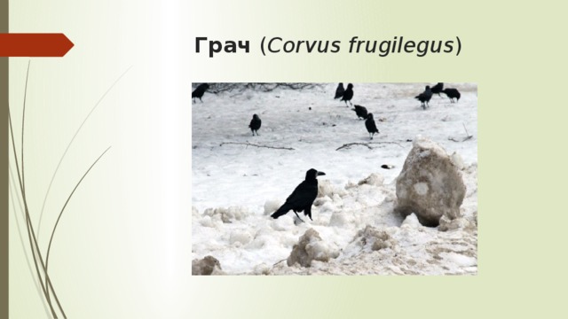 Грач ( Corvus frugilegus ) 