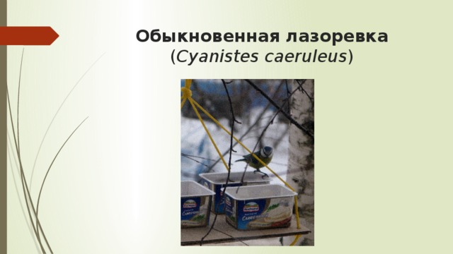 Обыкновенная лазоревка ( Cyanistes caeruleus ) 
