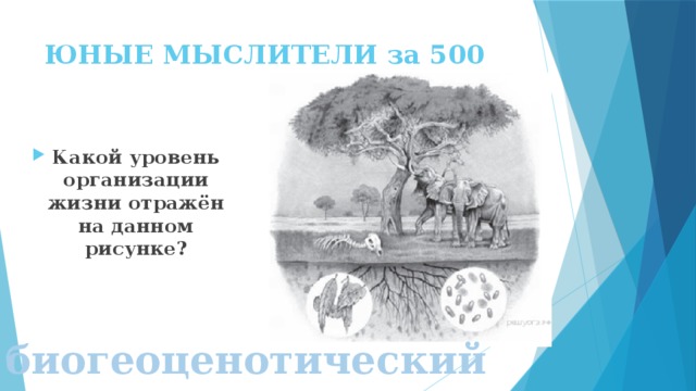 ЮНЫЕ МЫСЛИТЕЛИ за 500 Какой уровень организации жизни отражён на данном рисунке? биогеоценотический 