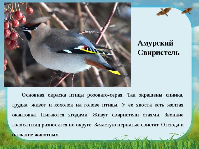Птицы хабаровского края перелетные фото с названиями