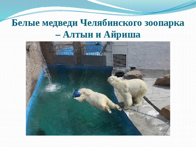 Белые медведи Челябинского зоопарка – Алтын и Айриша