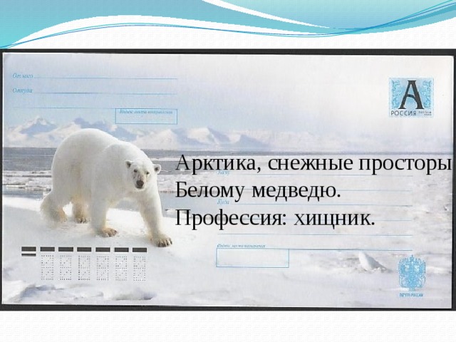 Арктика, снежные просторы  Белому медведю.  Профессия: хищник.