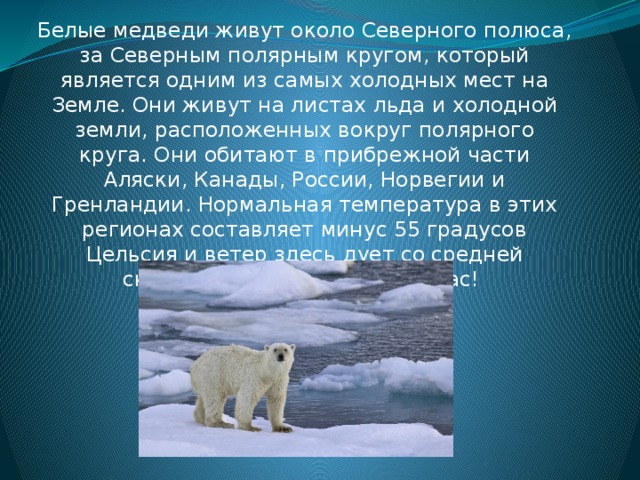 Белые медведи живут около Северного полюса, за Северным полярным кругом, который является одним из самых холодных мест на Земле. Они живут на листах льда и холодной земли, расположенных вокруг полярного круга. Они обитают в прибрежной части Аляски, Канады, России, Норвегии и Гренландии. Нормальная температура в этих регионах составляет минус 55 градусов Цельсия и ветер здесь дует со средней скоростью 48 километров в час! 