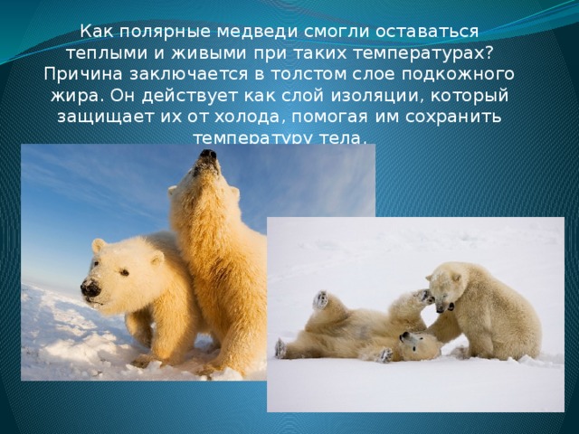 Как полярные медведи смогли оставаться теплыми и живыми при таких температурах? Причина заключается в толстом слое подкожного жира. Он действует как слой изоляции, который защищает их от холода, помогая им сохранить температуру тела.
