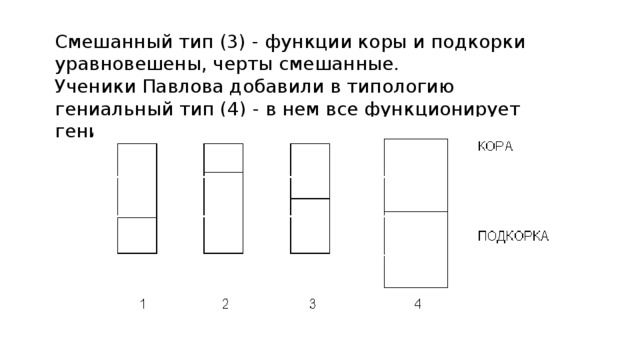 Смешанный тип   (3) - функции коры и подкорки уравновешены, черты смешанные. Ученики Павлова добавили в типологию гениальный тип (4) - в нем все функционирует гениально: и кора, и подкорка. 