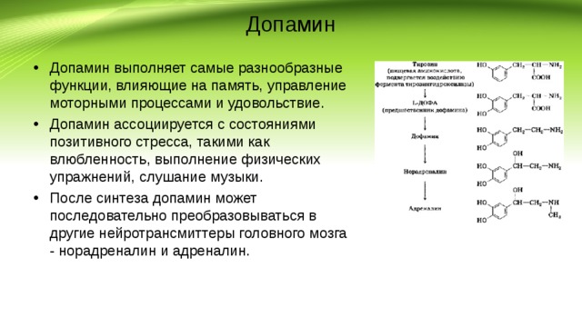 Допамин Допамин выполняет самые разнообразные функции, влияющие на память, управление моторными процессами и удовольствие. Допамин ассоциируется с состояниями позитивного стресса, такими как влюбленность, выполнение физических упражнений, слушание музыки. После синтеза допамин может последовательно преобразовываться в другие нейротрансмиттеры головного мозга - норадреналин и адреналин. 
