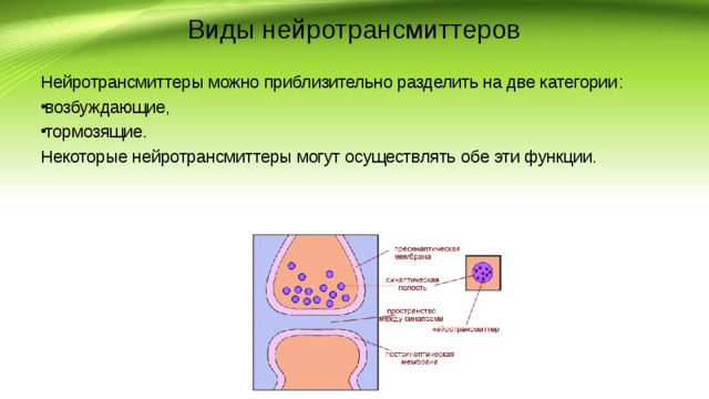 Виды нейротрансмиттеров Нейротрансмиттеры можно приблизительно разделить на две категории : возбуждающие , тормозящие. Некоторые нейротрансмиттеры могут осуществлять обе эти функции. 