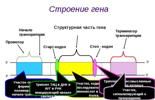 Строение  гена Структурная часть гена Начало транскрипции Терминатор транскрипции Промотор Стоп - кодон Старт-кодон 3 ’ 5 ’ 5 ’ 3 ’ Триплеты – бессмысленные кодоны на которых завершается трансляция Участок связывания фермента РНК-полимеразы (место начала транскрипции) Участок, кодирующий последовательность аминокислот в молекуле белка. Триплет ТАЦ в ДНК и АУГ в РНК иницирующий начало синтеза белка Участок, сигнализирующий о прекращении транскрипции 