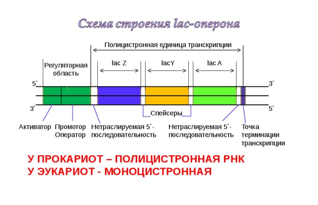 Полицистронная рнк. Полицистронная МРНК. МРНК прокариот и эукариот. Полицистронный Транскрипт это. Полицистронная и моноцистронная РНК.