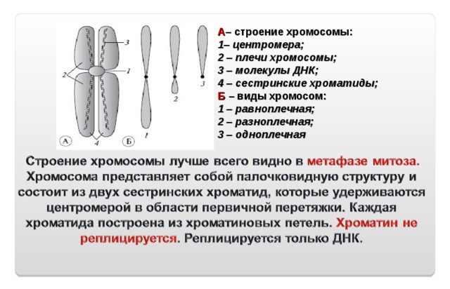 А – строение хромосомы: 1– центромера;  2 – плечи хромосомы;  3 – молекулы ДНК;  4 – сестринские хроматиды; Б – виды хромосом:  1 – равноплечная;  2 – разноплечная;  3 – одноплечная 