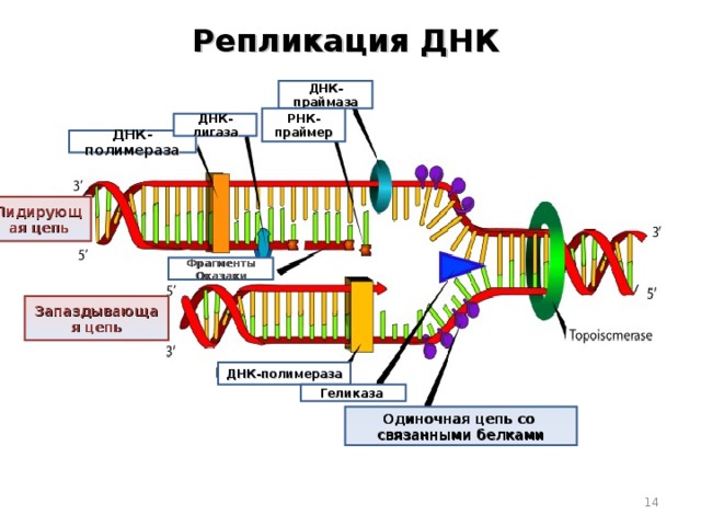 Репликация ДНК ДНК-праймаза РНК-праймер ДНК-лигаза ДНК-полимераза Лидирующая цепь Фрагменты Оказаки Запаздывающая цепь ДНК-полимераза Геликаза Одиночная цепь со связанными белками  