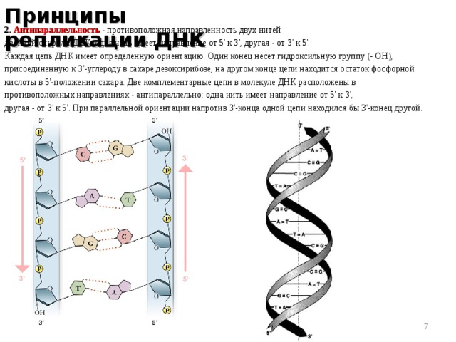 Принципы репликации ДНК 2. Антипараллельность  - противоположная направленность двух нитей двойной спирали ДНК; одна нить имеет направление от 5' к 3', другая - от 3' к 5'. Каждая цепь ДНК имеет определенную ориентацию. Один конец несет гидроксильную группу (- ОН), присоединенную к 3'-углероду в сахаре дезоксирибозе, на другом конце цепи находится остаток фосфорной кислоты в 5'-положении сахара. Две комплементарные цепи в молекуле ДНК расположены в противоположных направлениях - антипараллельно: одна нить имеет направление от 5' к 3', другая - от 3' к 5'. При параллельной ориентации напротив 3'-конца одной цепи находился бы З'-конец другой.  