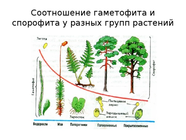 Соотношение гаметофита и спорофита у разных групп растений 