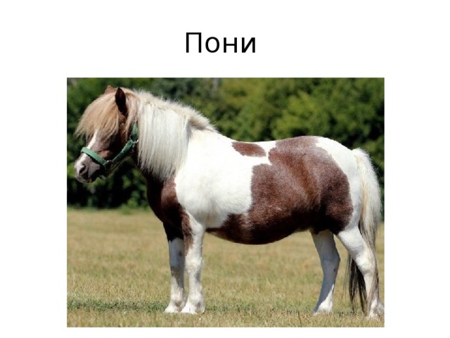 Пони 