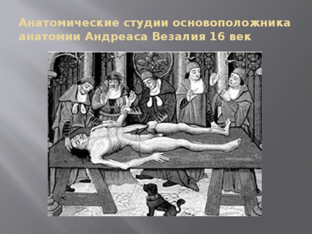 Анатомические студии основоположника анатомии Андреаса Везалия 16 век