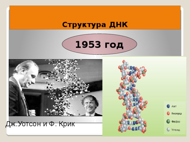 Структура ДНК 1953 год Дж.Уотсон и Ф. Крик 