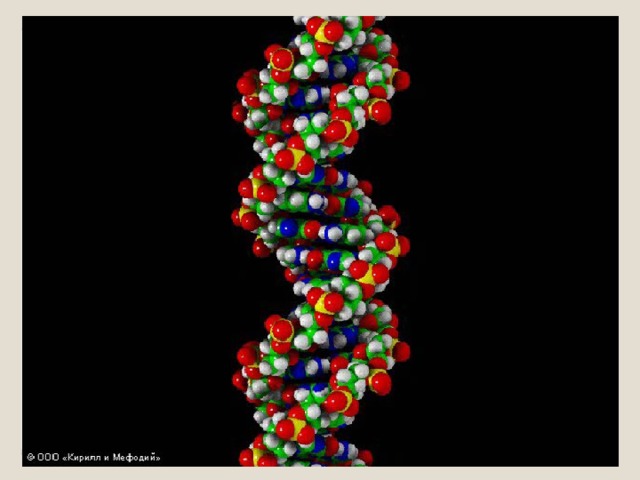 Строение нуклеотидов ДНК 