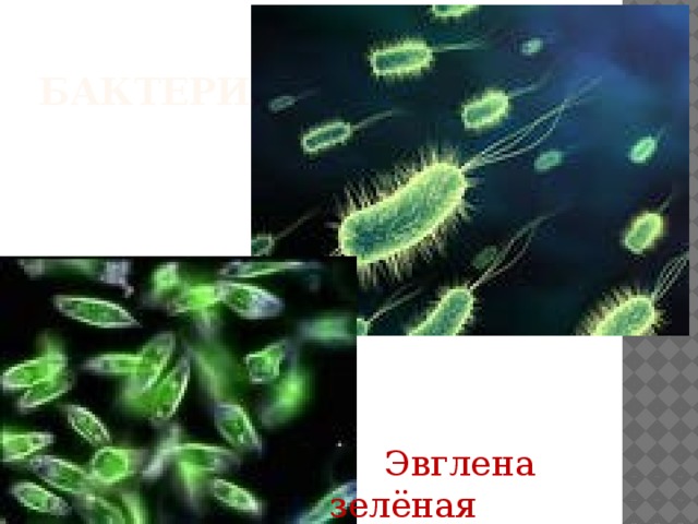 Бактерии  Эвглена зелёная