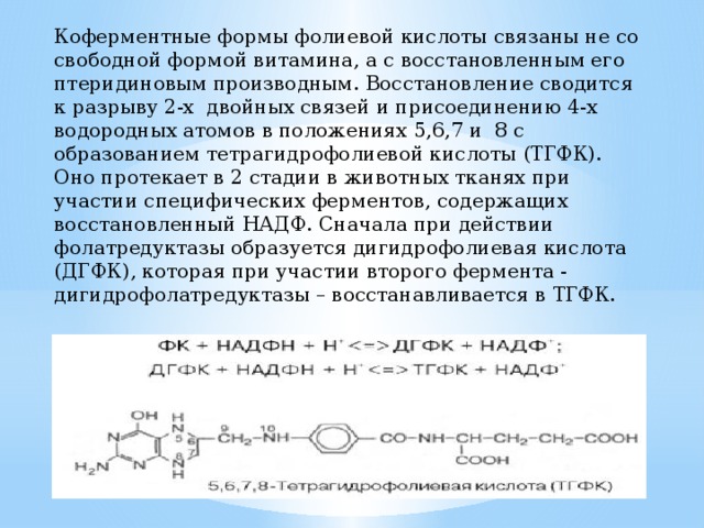 Коферментные формы фолиевой кислоты связаны не со свободной формой витамина, а с восстановленным его птеридиновым производным. Восстановление сводится к разрыву 2-х двойных связей и присоединению 4-х водородных атомов в положениях 5,6,7 и 8 с образованием тетрагидрофолиевой кислоты (ТГФК). Оно протекает в 2 стадии в животных тканях при участии специфических ферментов, содержащих восстановленный НАДФ. Сначала при действии фолатредуктазы образуется дигидрофолиевая кислота (ДГФК), которая при участии второго фермента - дигидрофолатредуктазы – восстанавливается в ТГФК. 