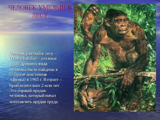 Человек умелый в лесу – (Homo habilis) – останки этого древнего вида человека были найдены в Олдувае (восточная Африка) в 1965 г. Возраст – приблизительно 2 млн лет. Это первый предок человека, который начал изготовлять орудия труда. 