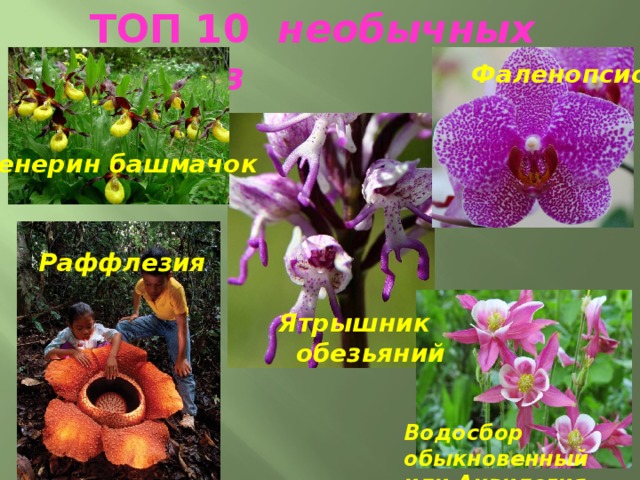 ТОП 10 необычных цветов Фаленопсис Венерин башмачок Раффлезия Ятрышник  обезьяний Водосбор обыкновенный или Аквилегия 