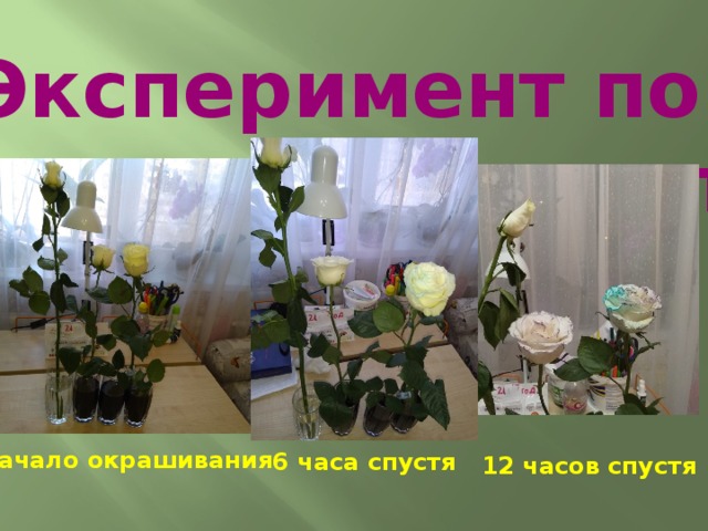 Эксперимент по окрашиванию цветов Начало окрашивания 6 часа спустя 12 часов спустя 