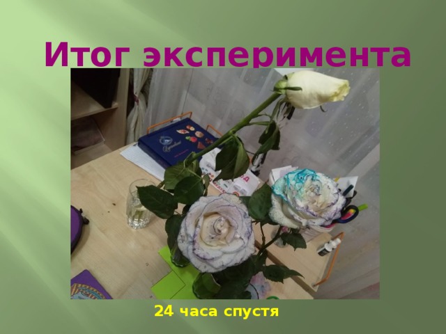 Итог эксперимента 24 часа спустя 