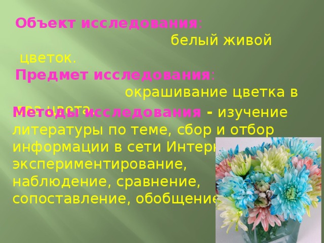 Объект исследования :    белый живой  цветок.  Предмет исследования :    окрашивание цветка в два цвета.  Методы исследования  -  изучение литературы по теме, сбор и отбор информации в сети Интернет, экспериментирование, наблюдение, сравнение, сопоставление, обобщение. 