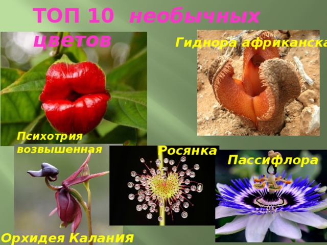 ТОП 10 необычных цветов Гиднора африканская Психотрия возвышенная Росянка Пассифлора Орхидея Калан ия 