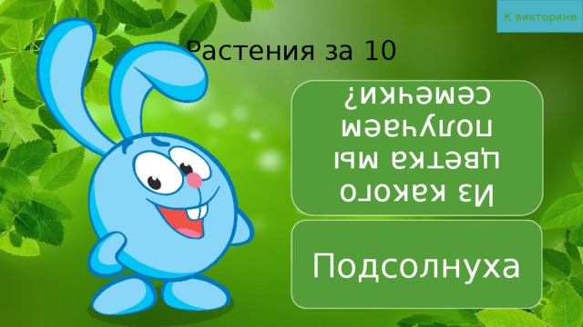 К викторине Из какого цветка мы получаем семечки? Растения за 10 Подсолнуха 