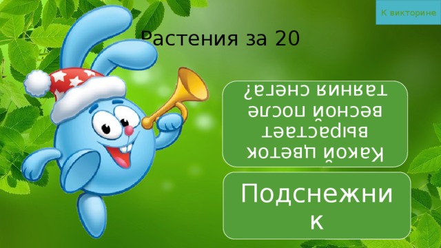 К викторине Какой цветок вырастает весной после таяния снега? Растения за 20 Подснежник 