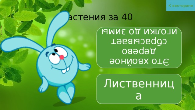 К викторине Это хвойное дерево сбрасывает иголки до зимы Растения за 40 Лиственница 
