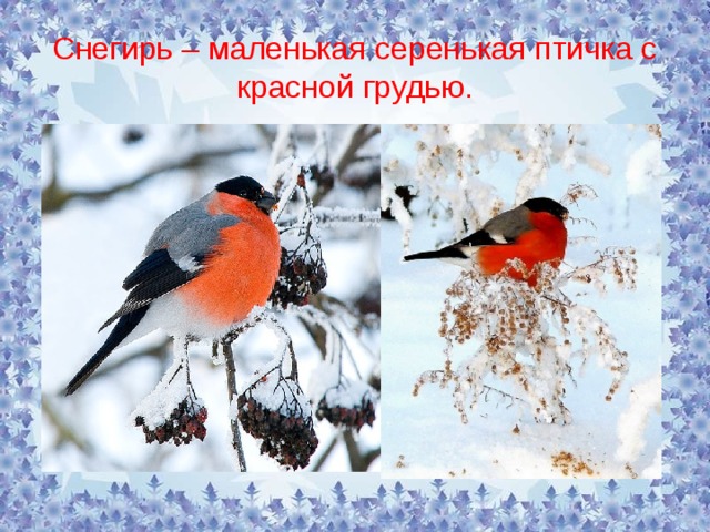 Снегирь – маленькая серенькая птичка с красной грудью. 