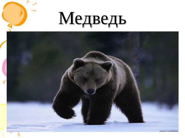 Медведь