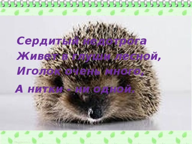 Сердитый недотрога   Живет в глуши лесной,  Иголок очень много,  А нитки - ни одной.  