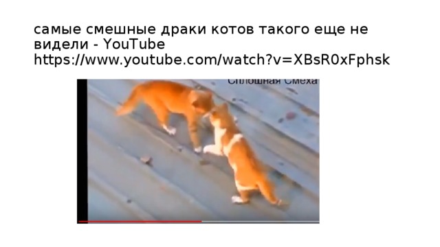самые смешные драки котов такого еще не видели - YouTube  https://www.youtube.com/watch?v=XBsR0xFphsk 