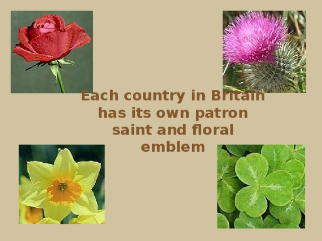 Each country in Britain has its own patron saint and floral emblem 