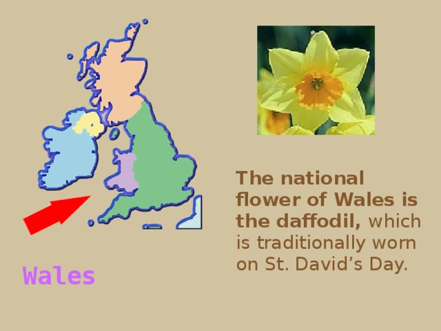 The national flower of Wales is the daffodil, which is traditionally worn on St. David’s Day. Wales  