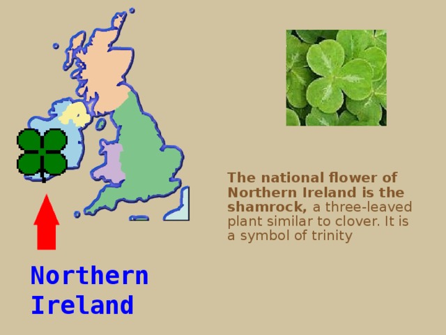 The national flower of Northern Ireland is the shamrock, a three-leaved plant similar to clover. It is a symbol of trinity Northern Ireland 